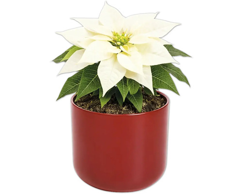 Weihnachtsstern in rotem Topf