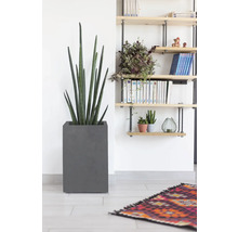 Innenraumszene mit einer Sansevieria cylindrica im grauen Topf und einem Bücherregal