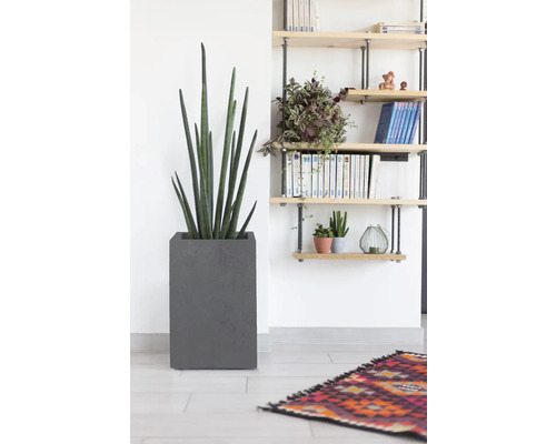 Innenraumszene mit einer Sansevieria cylindrica im grauen Topf und einem Bücherregal