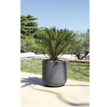 Pflanzgefäß mit Zierpflanze im Außenbereich