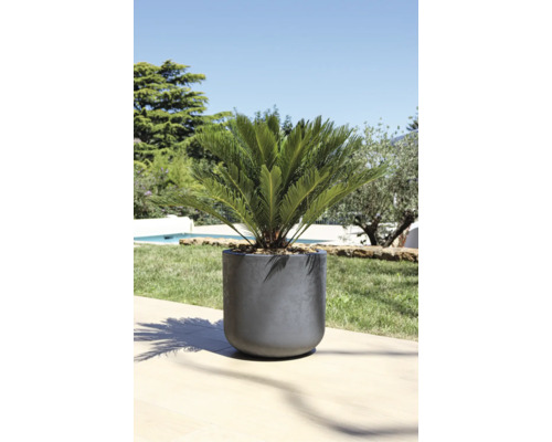 Pflanzgefäß mit Zierpflanze im Außenbereich