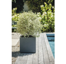 Gartenansicht mit Pflanze im quadratischen Pflanzgefäß am Pool