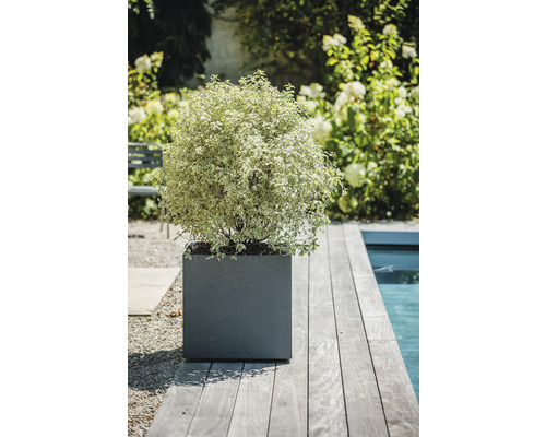 Gartenansicht mit Pflanze im quadratischen Pflanzgefäß am Pool