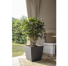 Im Bild ist ein Strauch in einem dunklen Pflanzgefäß zu sehen, der auf einem Teppich im Freien steht.