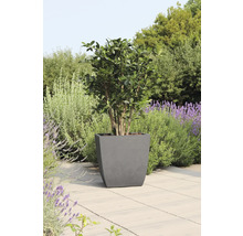 Im Garten steht ein Baum in einem grauen Pflanzkübel.