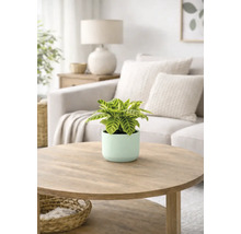 Zimmerpflanze in einem Blumentopf auf einem Couchtisch in einem Wohnzimmer.