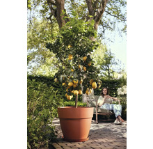 Zitronenbaum im Topf im Garten, Frau sitzt im Hintergrund