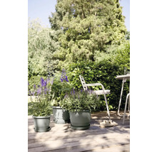 Blumen in Blumentöpfen auf einer Holzterrasse mit Gartenmöbeln im Hintergrund.