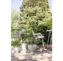 Szene mit drei Pflanzgefäßen mit blühenden Pflanzen auf einer Holzterrasse im Garten.