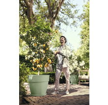 Ein Mann jongliert mit Zitronen neben einem Zitronenbaum in einem Topf im Freien.