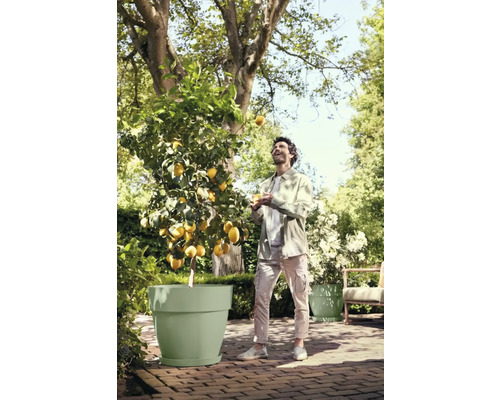 Ein Mann jongliert mit Zitronen neben einem Zitronenbaum in einem Topf im Freien.