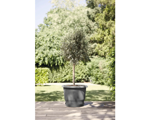 Olivenbaum im Topf für den Garten