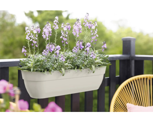 Blumenkasten mit lila blühenden Blumen am Balkongeländer