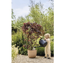 Kind gießt Ahornbaum im Pflanzgefäß mit einer Gießkanne im Garten.