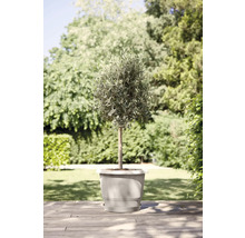 Olivenbaum im Topf für den Garten