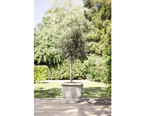 Olivenbaum im Topf für den Garten