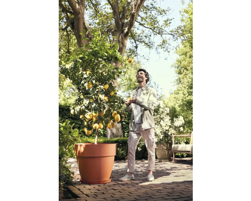 Ein Mann jongliert mit Zitronen neben einem Zitronenbaum im Topf im Garten.