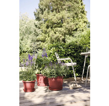 Szene im Freien mit Pflanzen in Blumentöpfen, Stuhl und Tisch auf einer Holzterrasse