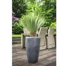 Yucca Palme in einem grauen Pflanzkübel im Außenbereich