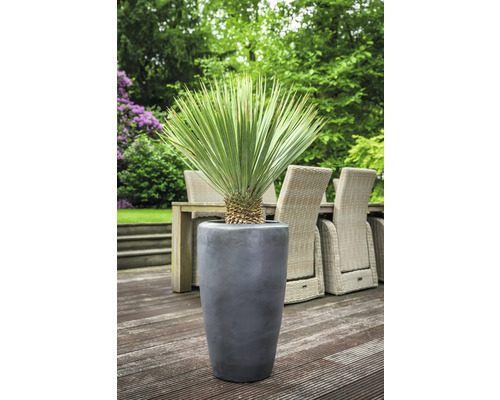 Yucca Palme in einem grauen Pflanzkübel im Außenbereich
