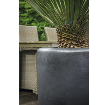 Pflanze in einem Pflanzgefäß im Garten