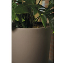 Monstera Zimmerpflanze in einem Topf