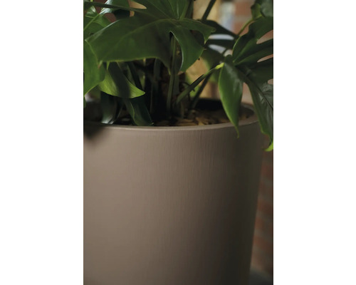 Monstera Zimmerpflanze in einem Topf