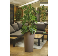 Monstera Zimmerpflanze in einem hohen Pflanzgefäß, platziert in einem Wohnbereich