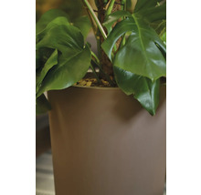 Monstera Zimmerpflanze in einem Pflanzgefäß