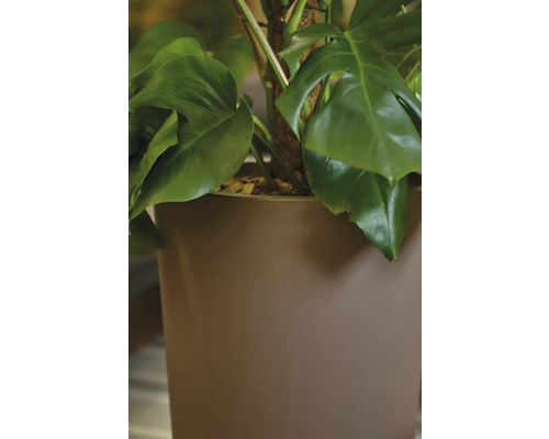 Monstera Zimmerpflanze in einem Pflanzgefäß