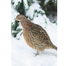 Weiblicher Fasan im Schnee vor einem Nadelbaum