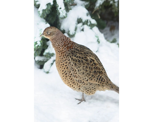 Weiblicher Fasan im Schnee vor einem Nadelbaum