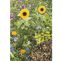 Blumenwiese mit Sonnenblumen und Wildblumenmischung, inklusive Saatgutmischung