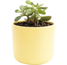 Zimmerpflanze in gelbem Topf