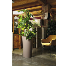 Innenraum mit Monstera Deliciosa im Pflanzgefäß