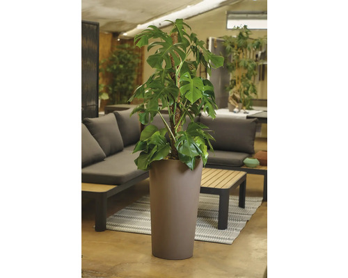 Monstera Zimmerpflanze in einem Pflanzgefäß im Innenbereich