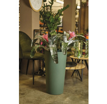 Bromelie mit rosa Blüte in einem Topf