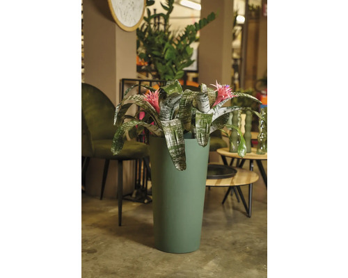 Bromelie mit rosa Blüte in einem Topf