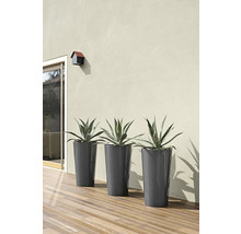 Drei schlanke Pflanzgefäße mit Agavenpflanzen auf einer Terrasse vor einer Hauswand