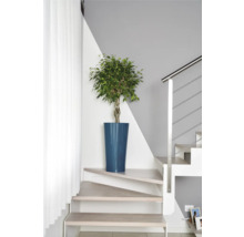 Ficus-Bonsai in blauem Topf auf Treppenabsatz