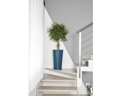 Ficus-Bonsai in blauem Topf auf Treppenabsatz