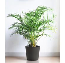 Areca-Palme in einem Pflanzgefäß