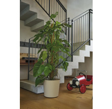Innenaufnahme mit Treppe, Zimmerpflanze im Topf und rotem Spielzeugauto
