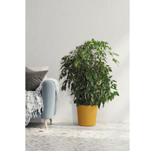 Zimmerpflanze in einem Topf neben einem Sofa mit Kissen und einer Decke.