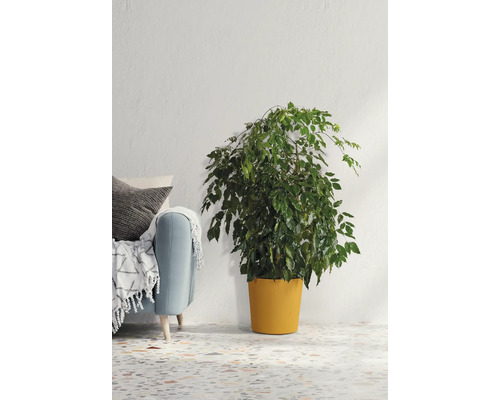 Zimmerpflanze in einem Topf neben einem Sofa mit Kissen und einer Decke.
