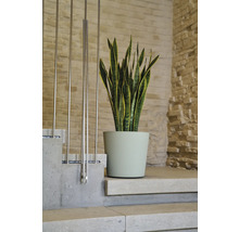 Zimmerpflanze Sansevieria im Topf auf Treppenstufe