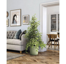 Innenraum mit Sofa, Zimmerpflanze im Topf und dekorativen Bildern an der Wand.