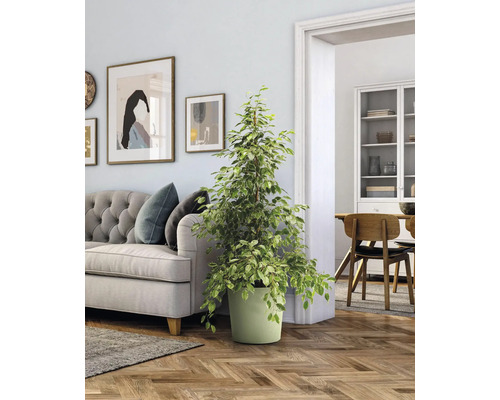 Innenraum mit Sofa, Zimmerpflanze im Topf und dekorativen Bildern an der Wand.