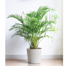 Areca-Palme im Topf für Innenräume