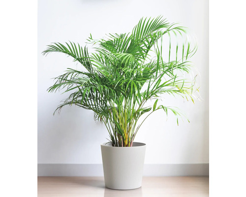 Areca-Palme im Topf für Innenräume